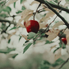 https://upforme.ru/uploads/001c/0f/f4/39/950398.png
