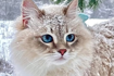 https://upforme.ru/uploads/001c/1d/cd/40/410130.png
