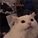 https://upforme.ru/uploads/001c/2b/a3/11/219810.gif