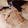 https://upforme.ru/uploads/001c/2b/a3/11/987402.gif