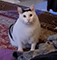 https://upforme.ru/uploads/001c/2f/a9/3/155879.gif