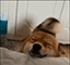 https://upforme.ru/uploads/001c/2f/a9/3/549755.gif