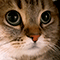 https://upforme.ru/uploads/001c/2f/a9/3/999656.gif
