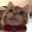 https://upforme.ru/uploads/001c/32/91/2/192747.gif