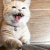https://upforme.ru/uploads/001c/32/91/2/265996.gif