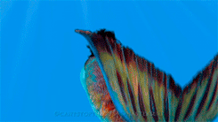 https://upforme.ru/uploads/001c/36/55/3/192473.gif