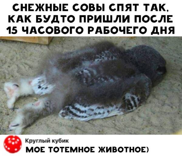 https://upforme.ru/uploads/001c/36/d0/11/t959761.jpg