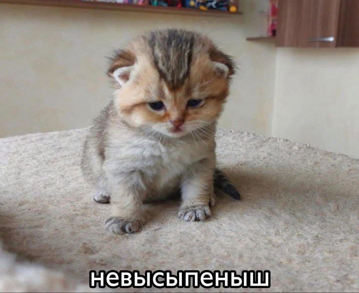 https://upforme.ru/uploads/001c/36/d0/13/228070.jpg