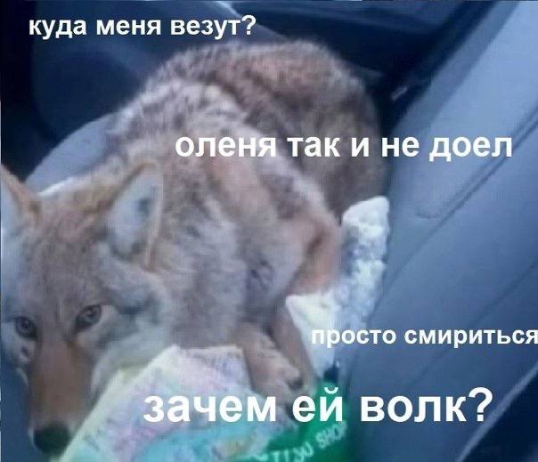 https://upforme.ru/uploads/001c/36/d0/13/534861.jpg