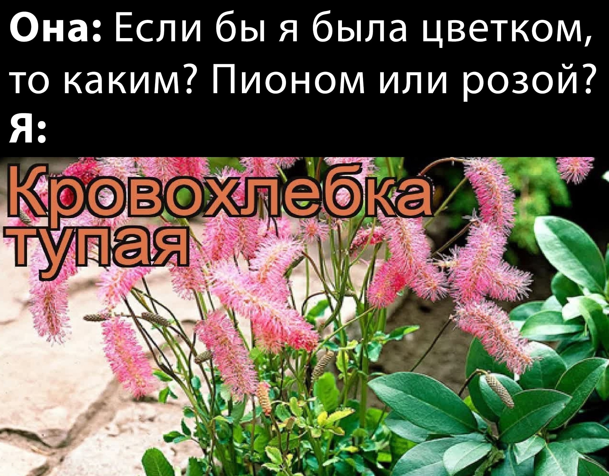 https://upforme.ru/uploads/001c/36/d0/13/545364.jpg