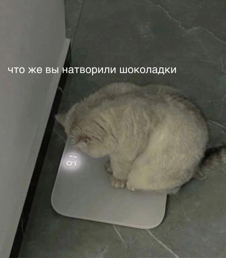 https://upforme.ru/uploads/001c/36/d0/13/979482.jpg