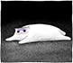 https://upforme.ru/uploads/001c/36/d0/15/403961.png