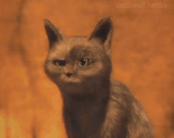 https://upforme.ru/uploads/001c/36/d0/158/t129857.gif