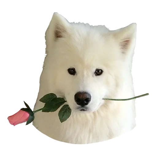 https://upforme.ru/uploads/001c/36/d0/2/701418.png
