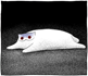 https://upforme.ru/uploads/001c/36/d0/2/923178.png