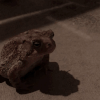 https://upforme.ru/uploads/001c/36/d0/4/855422.gif