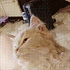 https://upforme.ru/uploads/001c/38/af/6/223576.gif
