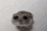 https://upforme.ru/uploads/001c/3b/0e/5/t771876.gif