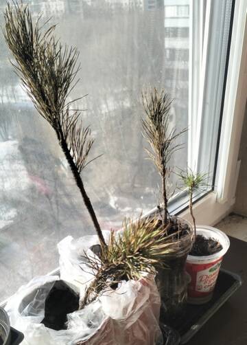 ����� � ����