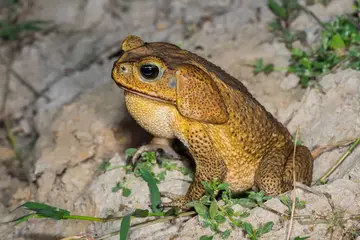 ��������������� ���� � ������ ����������