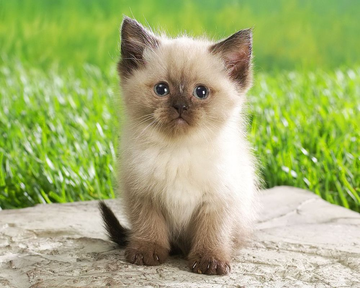 https://upforme.ru/uploads/001c/55/03/43/t787784.png