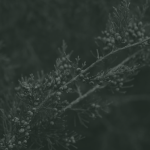 https://upforme.ru/uploads/001c/55/b9/10/691740.png