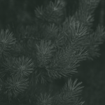 https://upforme.ru/uploads/001c/55/b9/10/886414.png
