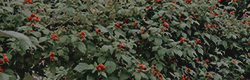 https://upforme.ru/uploads/001c/55/b9/11/112758.png