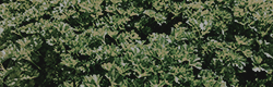 https://upforme.ru/uploads/001c/55/b9/11/116437.png