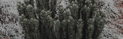 https://upforme.ru/uploads/001c/55/b9/11/143182.png