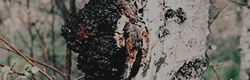 https://upforme.ru/uploads/001c/55/b9/11/153613.png
