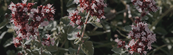 https://upforme.ru/uploads/001c/55/b9/11/293608.png