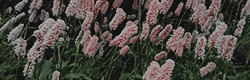 https://upforme.ru/uploads/001c/55/b9/11/376868.png