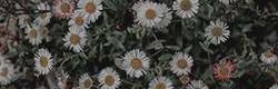 https://upforme.ru/uploads/001c/55/b9/11/464252.png