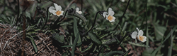 https://upforme.ru/uploads/001c/55/b9/11/545883.png