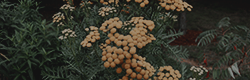 https://upforme.ru/uploads/001c/55/b9/11/577938.png