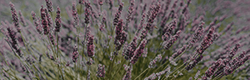 https://upforme.ru/uploads/001c/55/b9/11/590229.png