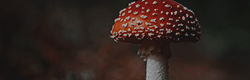 https://upforme.ru/uploads/001c/55/b9/11/627215.png
