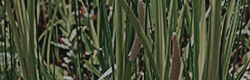 https://upforme.ru/uploads/001c/55/b9/11/703286.png