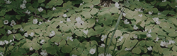 https://upforme.ru/uploads/001c/55/b9/11/719329.png