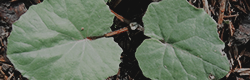 https://upforme.ru/uploads/001c/55/b9/11/739120.png