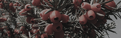 https://upforme.ru/uploads/001c/55/b9/11/775491.png
