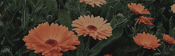 https://upforme.ru/uploads/001c/55/b9/11/811894.png
