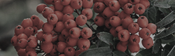 https://upforme.ru/uploads/001c/55/b9/11/855787.png