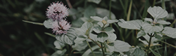 https://upforme.ru/uploads/001c/55/b9/11/90297.png