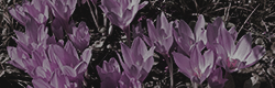 https://upforme.ru/uploads/001c/55/b9/11/968696.png