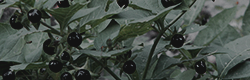 https://upforme.ru/uploads/001c/55/b9/11/974989.png