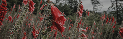 https://upforme.ru/uploads/001c/55/b9/11/975873.png