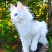 https://upforme.ru/uploads/001c/55/b9/144/650514.png
