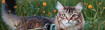 https://upforme.ru/uploads/001c/55/b9/156/t825555.png